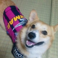 おさかな (@osakana__) 's Twitter Profile