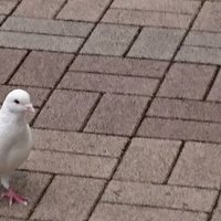 みこ (@gechanbird) 's Twitter Profile