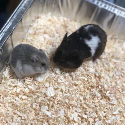 bitomato817's profile picture. どんな店からでも発信！自分のスキルアップ、考え方をどんどん載せていきたい！ 新しいことを取り入れていきたい小者。カットやら、カラーやらのモデル歓迎！ 小者欲しいなぁ〜って思ったらヘッドハンティングしてくださいな← 一応美容師 あ、一応2月8日付け4年目にして店長に就任。アシスタント歴3年