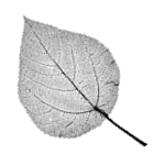 xefer's profile picture. 