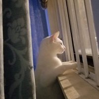 White cat (@caxcaxcat) 's Twitter Profile