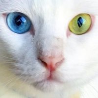 あいよよ (@aiyoyo_aiyoyo) 's Twitter Profile