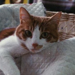 akkumariashi's profile picture. 一日が飛ぶように過ぎていく。１年も飛んでいくワン
つぶやきも色々思い出すきっかけになってるけれど、
世の中がどんどん暗い方へ向かっている･･･かな。
こんな時代を生きることになるとは思ってもみなかった。
先のことはわからないけれど平和に過ごしたいものだワン。
そのためには声を上げるニャ🐾。