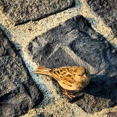 curartorial's profile picture. 