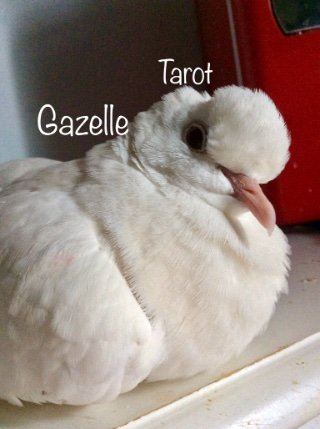I’m a tarot reader & rune enthusiast. I love Aesop’s Fables & receive the most lessons from nature, wildlife and symbols & whispers from animals. Peace & Love❤️