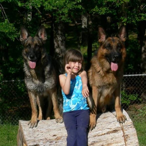 Top Texas German Shepherd Breeder Qualityk9gsd Twitter