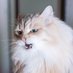 Moomba @ Hytale (@moombads) Twitter profile photo Moomba @ Hytale (@moombads) Twitter profile photo