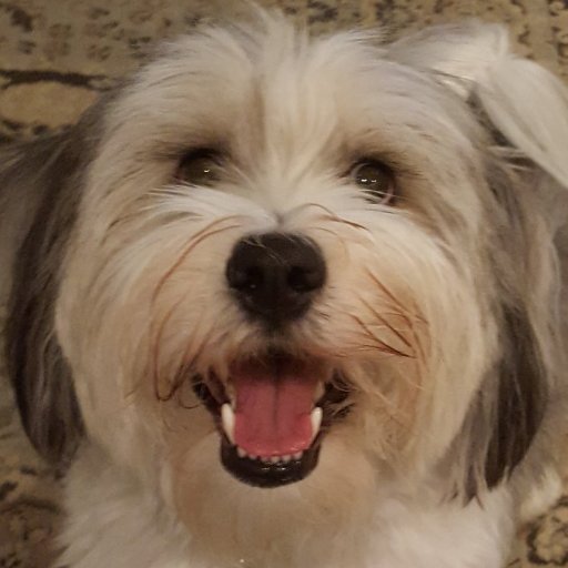 queued17's profile picture. Longtime Lurker  READ YOUR HISTORY #MAGA, #WWG1WGA, FUCK islam, FUCKmuslims, NOSHARIA,#IslamIsTheProblem, #StopImportingIslam  #BanShariaLaw