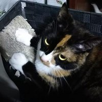 katan (@katanrie) 's Twitter Profile Photo katan (@katanrie) 's Twitter Profile Photo