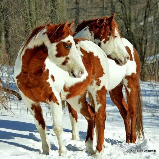 Protect Earth & her creatures🌎 🪧#Resist 🏕️#PublicLands ⚖️#HumanRights
🐾#AnimalRights
⌛#ClimateAction 🐺#Wildlife #VegasBorn
@beverlynichols.bsky.social