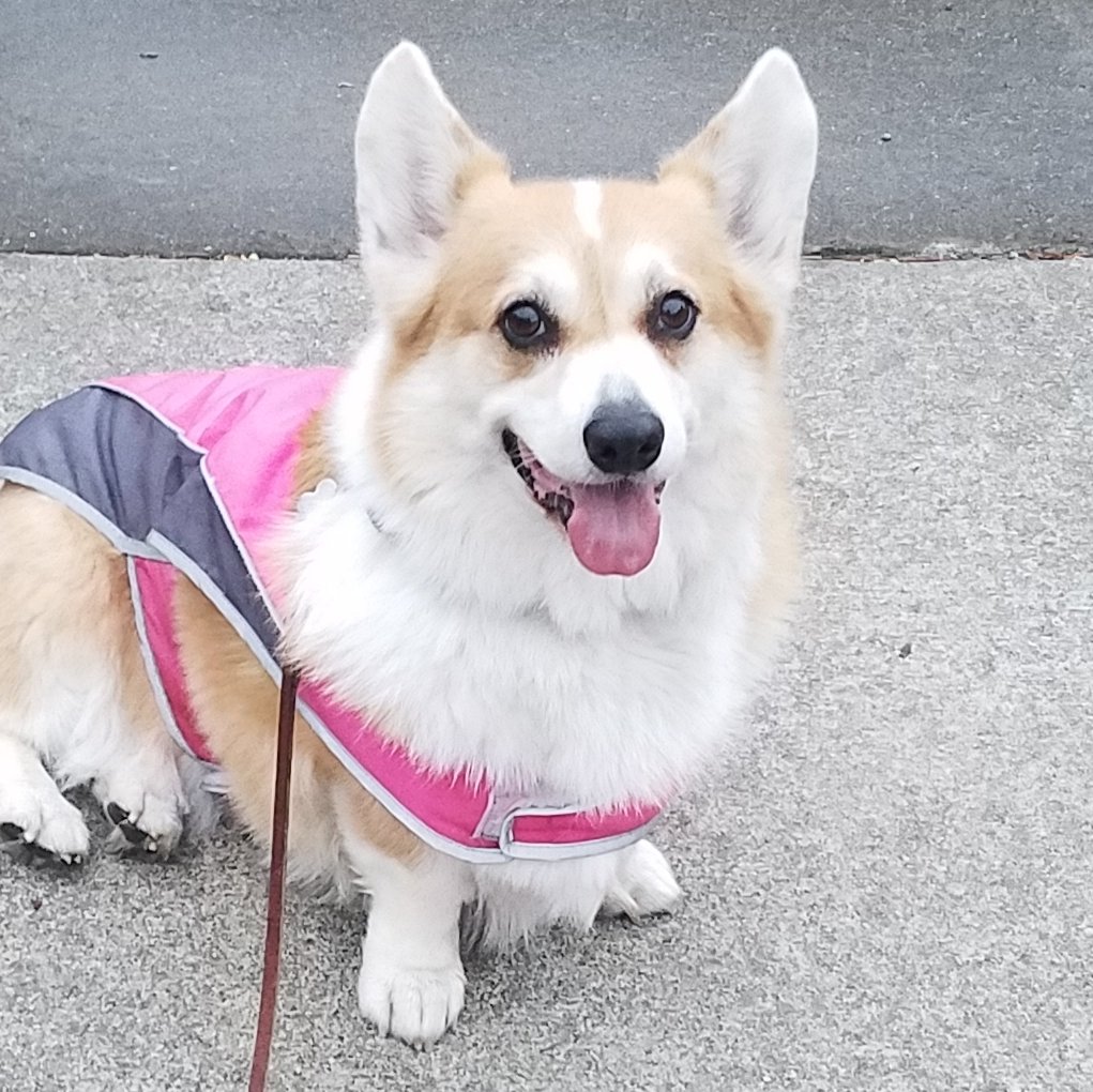 🐾#NorCal #corgi who is is highly motivated by #food. Especially, strawberries.🍓 I like meetups like #corgicon and have friends all over the world.