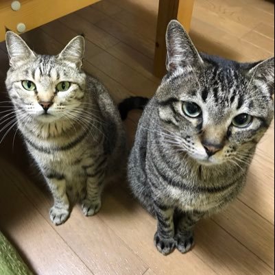 花 花プリン 87purinalamode Twitter 花 花プリン 87purinalamode Twitter