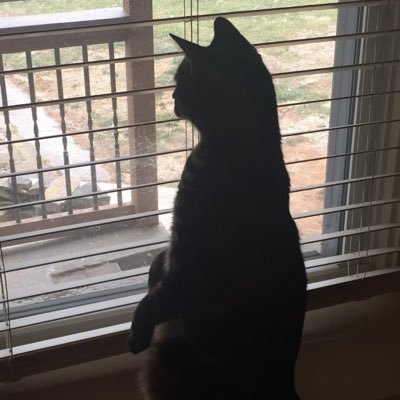 SnickSnaks's profile picture. 🐨🏈🐶🐱🍺 🐘🌻 Mad love for Bon Jovi ❤️, animals, and the beach. Warning: I tend to swear a lot. I block and report trolls and idiots. #Biden2024 #RollTide