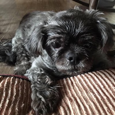 DamStraightBlue's profile picture. #VOTEBLUENOMATTERWHO   #HealthcareForAll🧢#FairWagesForAll🧢#VOTEBLUE2020🇺🇸#BLUEWIN2020 🇺🇸   #IMPEACHTHEBASTARDNOW