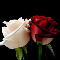 Serpil Can (@srpl_can) 's Twitter Profile