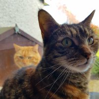 Cats4Choice (@cats4choiceirl) 's Twitter Profile