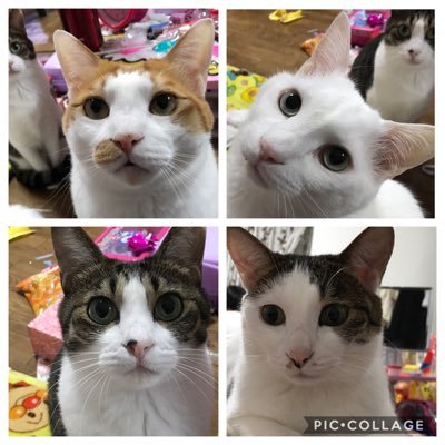 4匹のネコ 春じゃないキャベツが食べたい キャベツ中毒 生でバリバリ食べるので 春キャベツは苦手 写真は キャベツ関係ナシ 猫