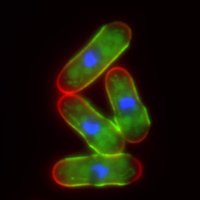 Hidalgo & Ayté's Lab (@pombe2019) 's Twitter Profile