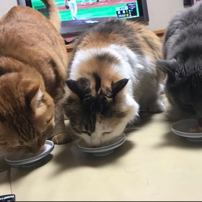 g5aKr1T1mwAWiwU's profile picture. TOEIC800点目指してるFラン大学のものです😎TOEICerの皆さんと士気を上げてやっていきたいので是非フォローおねがいします