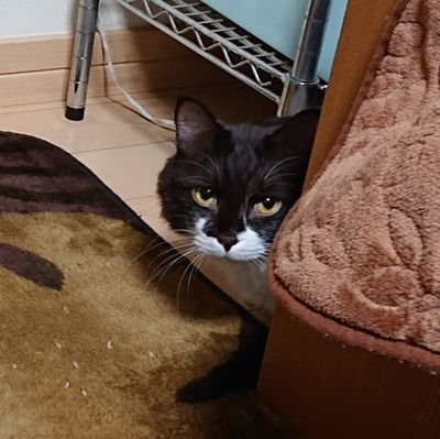 浜岡在住 ついに還暦　#ショートサーファー　です
まだまだやれるみたいです
#猫　#RX−E+