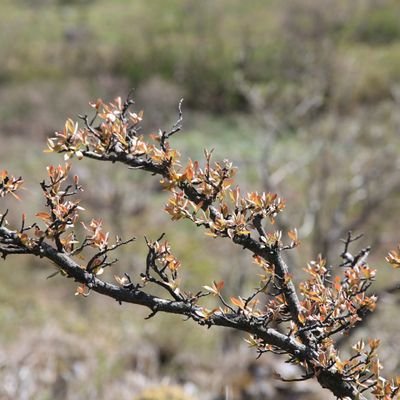 Argentmetamol's profile picture. しろかね つづら。詩を織る人。意味無き言葉を繰り返し、幻影から作品の泡を送り出す。
水詩の函(@suikabako)に入った。たまに本を預けるだけのつもり。