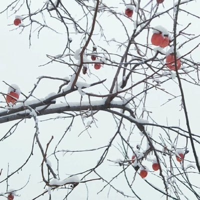 houjing_1's profile picture. 