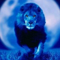 Jeff (@bluelionblog) 's Twitter Profile