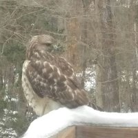 Gregg Whisler (@61sharknose) 's Twitter Profile