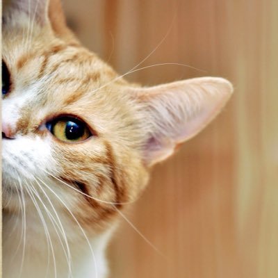 · 🐱 La curiosidad mató al gato... ¡pero el gato murió sabio! · ⛓ BDSM · 🙇🏻♂️ Organizo