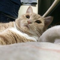 け (@st62svnexilf2p9) 's Twitter Profile Photo け (@st62svnexilf2p9) 's Twitter Profile Photo