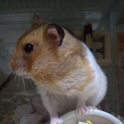 tuzitaku0617's profile picture. 動物と釣りが大好きです！
初心者ですけど佐鳴湖や浜名湖で釣りしてます_(:3 」∠ )_
ジムニー ホーネット250買うのが目標！！
#佐鳴湖#浜名湖