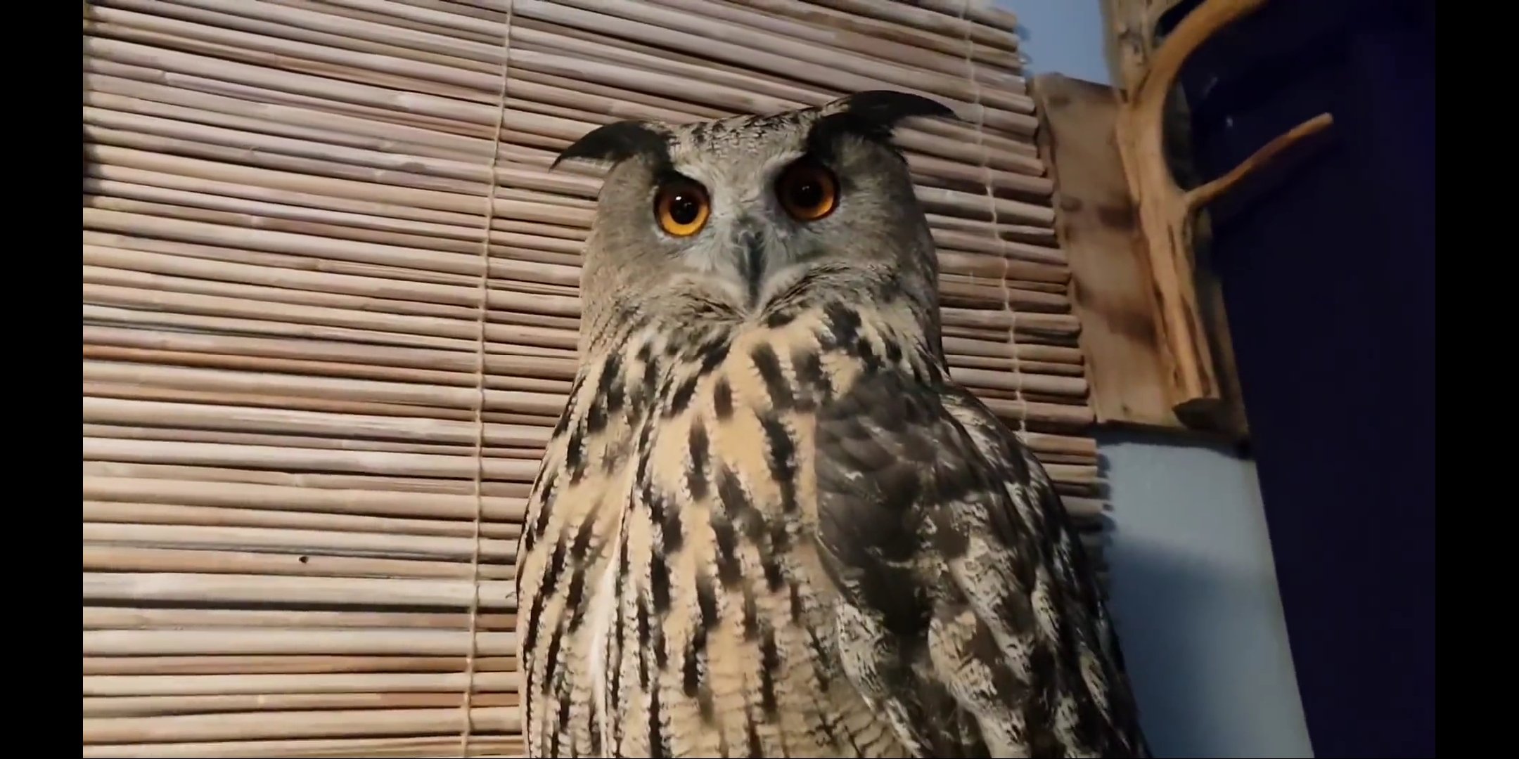 BugZhao's profile picture. 