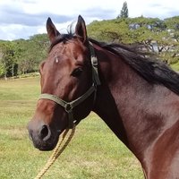 Haras La Alameda(@HarasAlameda1) 's Twitter Profile Photo