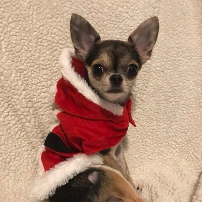 Hi! I’m Chip the Chihuahua. Every Wednesday watch #chipsjokeoftheweek Member of #theRuffRiderz, #FurryTails