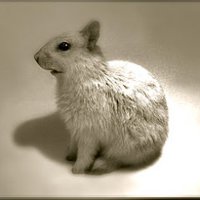 KarmaSquabbit (@karmasquabbit) 's Twitter Profile