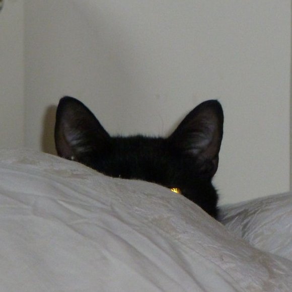 I'm Twilight and I am a black cat 🐈‍⬛🐾