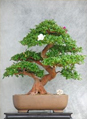 BonsaiHelp's profile picture. Growing bonsai, helping others grow too.