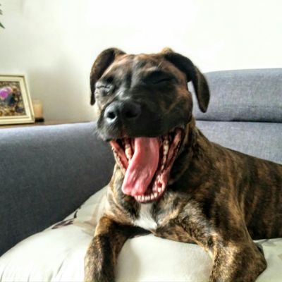 paultbudel's profile picture. ye fond of me lobster, ain't ye?