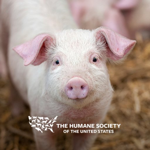 HSUSFarmAnimals Profile Picture