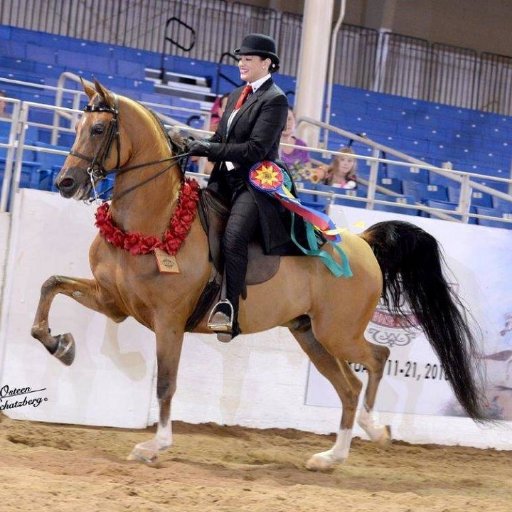 Scottsdale Arabian Horse Show 2022 Live Stream .67th Annual Scottsdale Arabian Horse Show 2022 Live Stream. Show Jumping, Equestrian Sports,Horse Riding Live.