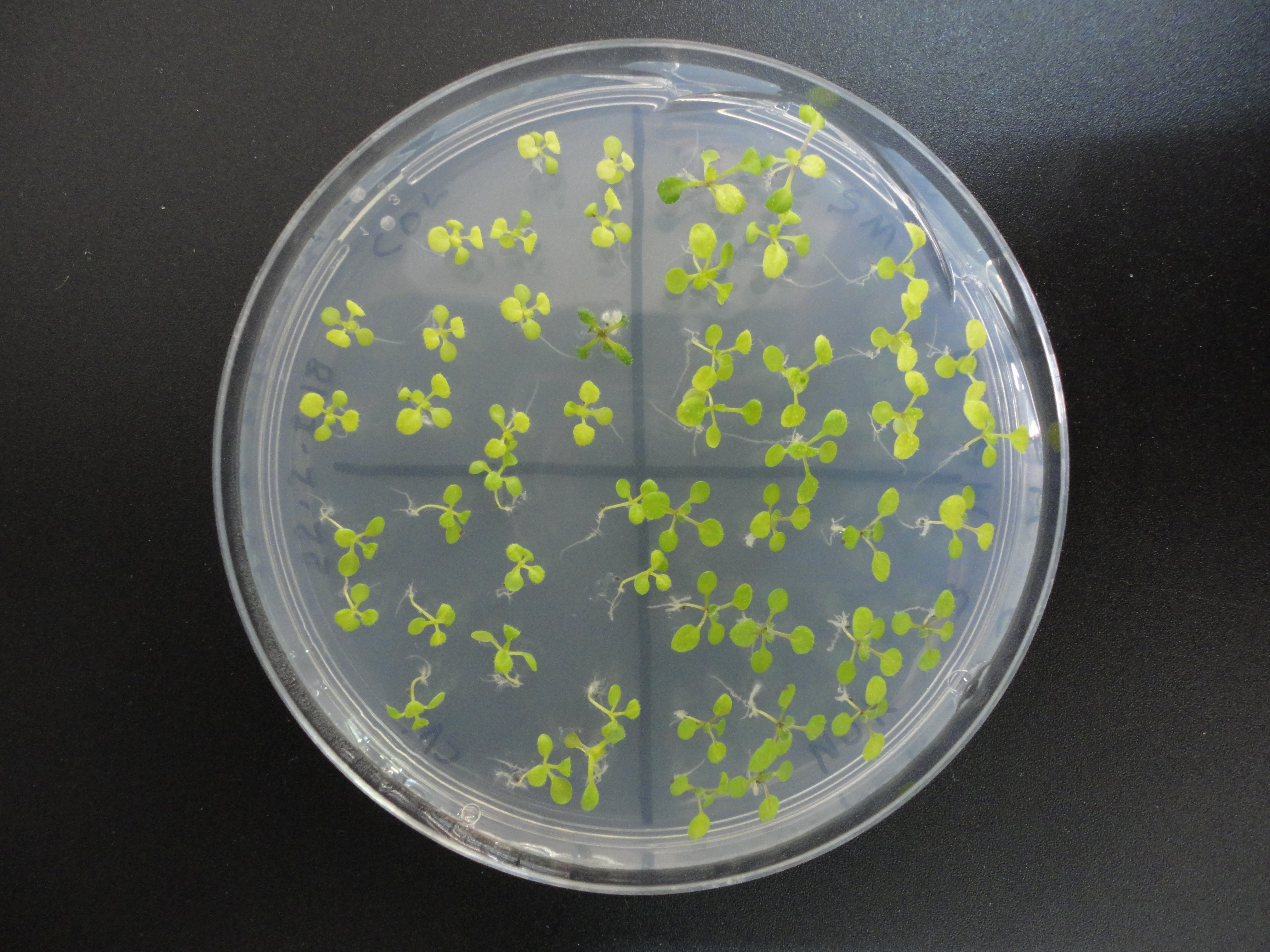 Plant cytogeneticist interested in understanding chromosome behaviour during meiosis. Researcher and lecturer at UCM. Arabidopsis is my favourite plant 🌿.