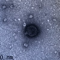 PhagePham (@phagepham) 's Twitter Profile