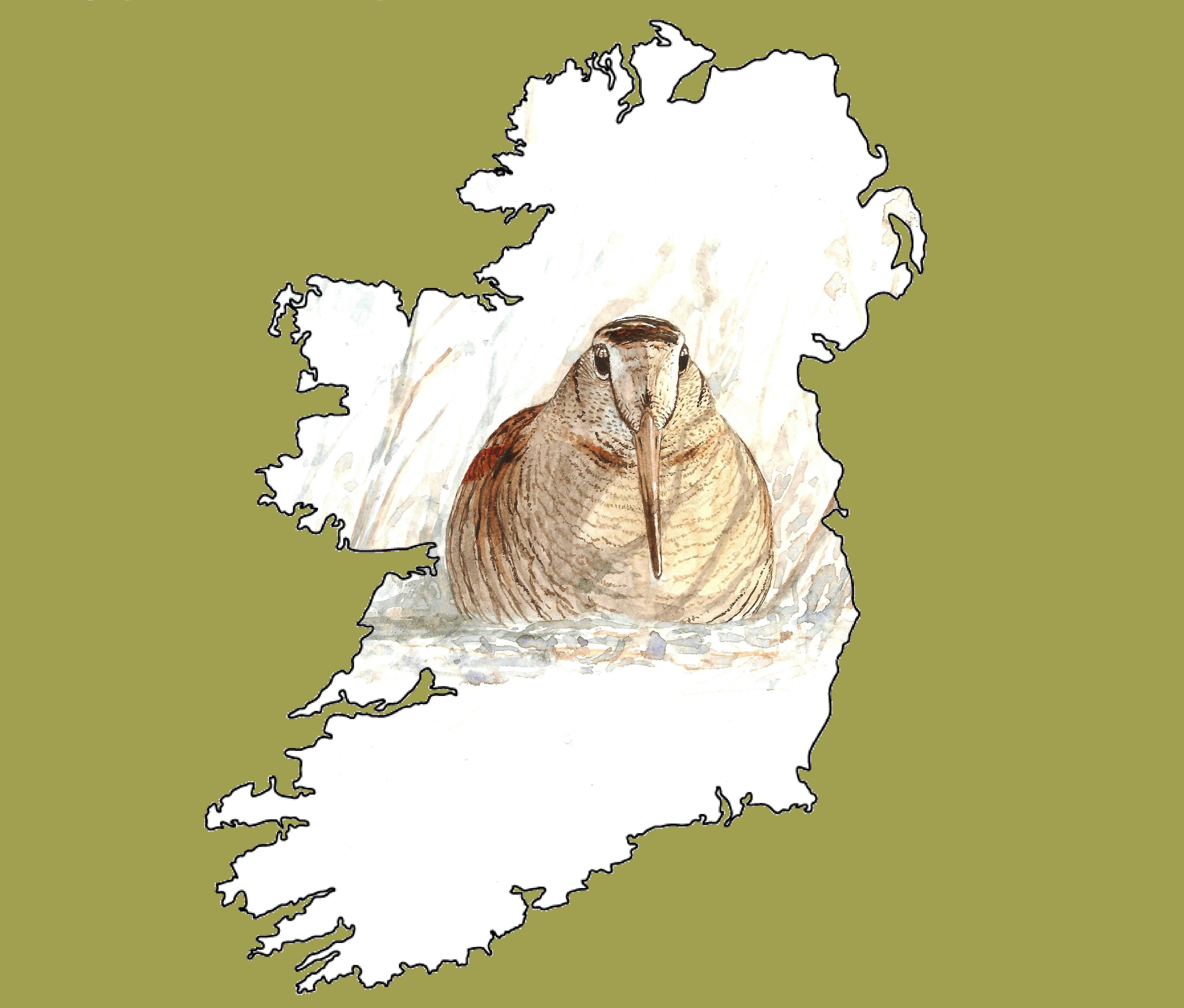 Understanding ecology & conservation of breeding & migrant woodcock across Ireland. Based @uccBEES, with NARGC, GWCT, NPWS & IRC, #scicomm by @jamesoneillii