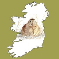 Irish Woodcock Project(@IrishWoodcock) 's Twitter Profile Photo