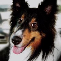 Robert1340 (@robertw1340) 's Twitter Profile