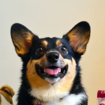 thefamilycorgi's profile picture. Meet Sylvie (Sylvanas), aka The Dark Lady from Maryland, USA. Follow us on Instagram @thefamilycorgi and visit me on my website for more corgi fun!