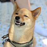 kai (@akaiandhisdogs) 's Twitter Profile