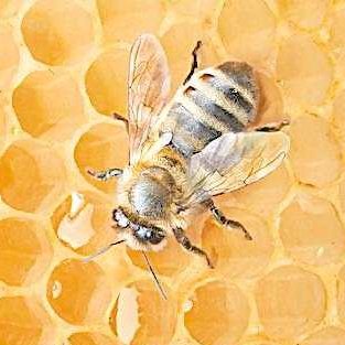 ZlUvz39EeG1vK9O's profile picture. 蜜（情報）を巣に持って帰る事。