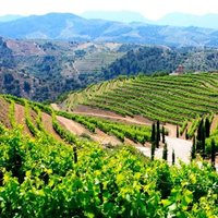 Priorat (@prioratnoticies) 's Twitter Profile