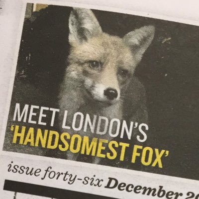 ‘London’s handsomest fox’ | Buy SIGNED books by @zebsoanes and @mrjamesmayhew and toys from https://t.co/NGPwZRgIHY